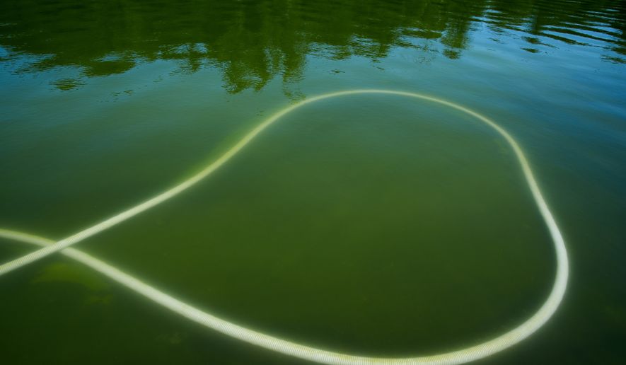 A tube is seen submerged in green water at the Lincoln Memorial Reflecting Pool, as it's cleaned of algae, Tuesday, June 16, 2026, in Washington. (AP Photo/Jacquelyn Martin)