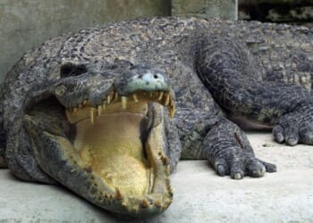 Toddler injured in crocodile enclosure at U.K. zoo; man arrested on suspicion of attempted murder