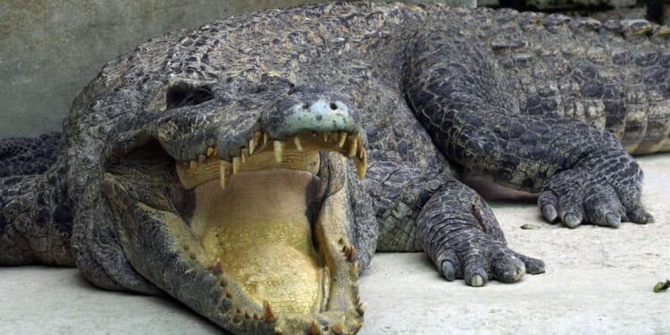 Toddler injured in crocodile enclosure at U.K. zoo; man arrested on suspicion of attempted murder