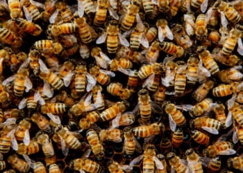 Truck full of bees overturns on Montana highway near Yellowstone