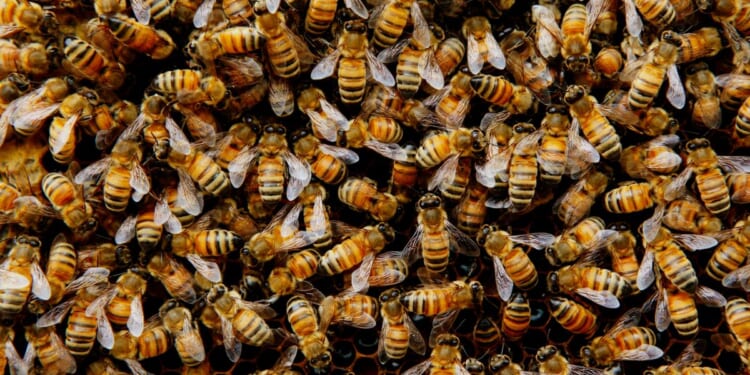 Truck full of bees overturns on Montana highway near Yellowstone