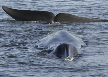 Endangered pregnant whale found dead on bow of Royal Caribbean cruise ship in Alaska