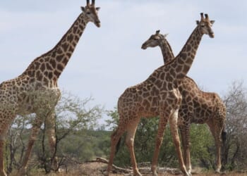 Contrary to reports, giraffe named Gracie still missing in Texas