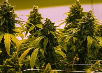 Virginia to let stores sell marijuana for recreational use starting in July 2027