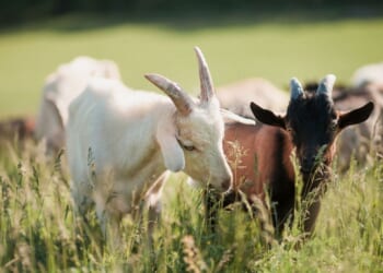 A group of goats on grassy landscape.