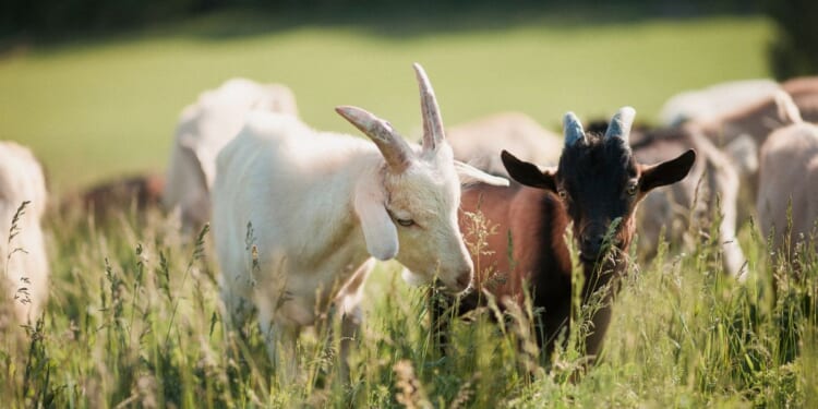 A group of goats on grassy landscape.