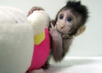 Can Animal Experiments Be Done on Computers? – PJ Media