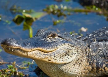A smiling alligator in Florida.