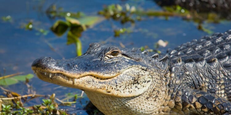 A smiling alligator in Florida.