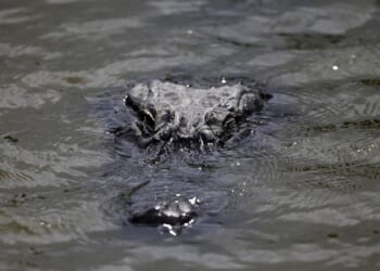 Don't Be Jumpin' in the Swamp When Running From the Law – HotAir