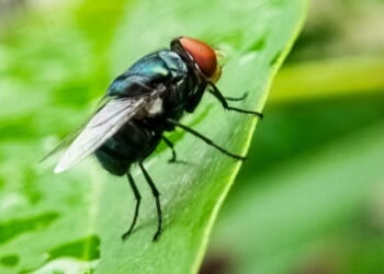 Cochliomyia hominivorax, the New World screw-worm fly, is a species of parasitic fly that is known for the way in which its larvae (maggots) eat living tissue.