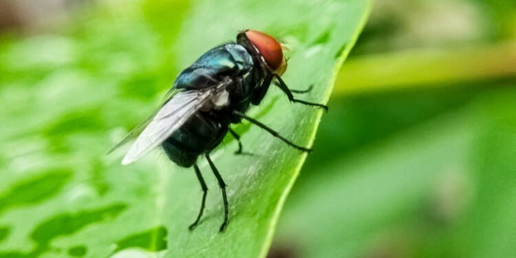 Cochliomyia hominivorax, the New World screw-worm fly, is a species of parasitic fly that is known for the way in which its larvae (maggots) eat living tissue.