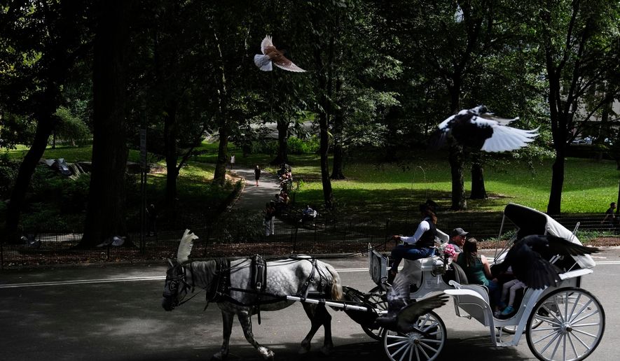 FILE - A horse dawn carriage takes passengers for a loop through Central Park in New York on Aug. 19, 2025. (AP Photo/Seth Wenig, File)