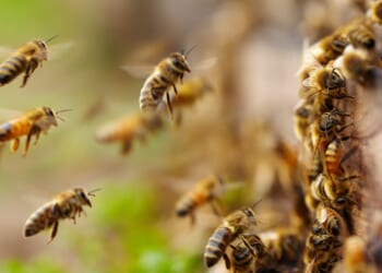 About two million honeybees, like those seen entering a hive in this file photo, were accidentally released when a truck carrying their hives crashed.