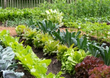 A vegetable garden.