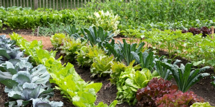 A vegetable garden.