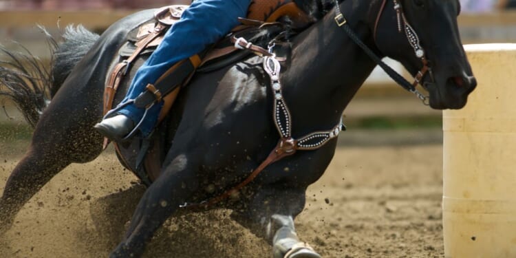 A barrel racing horse and rider make their way through a course.