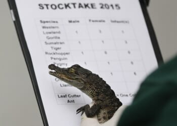 UK Being Swallowed by Its Own Imported Crocodiles – HotAir