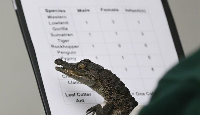 UK Being Swallowed by Its Own Imported Crocodiles – HotAir