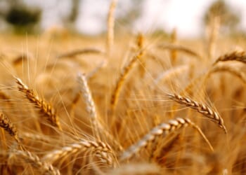 The parable of the wheat and the tares is not merely agricultural; it is ecclesiological.