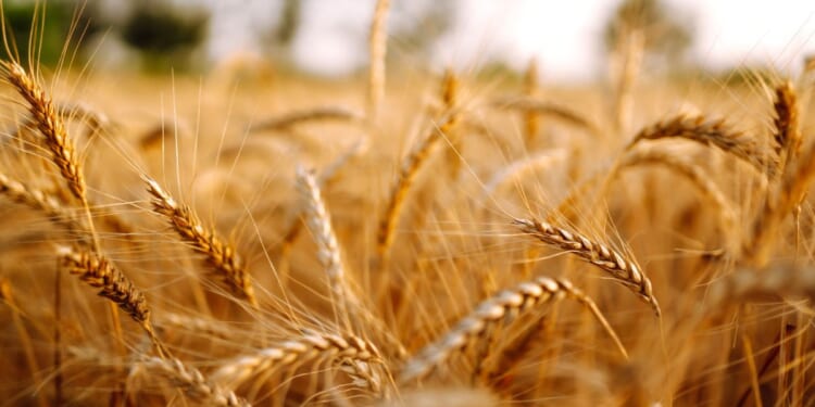 The parable of the wheat and the tares is not merely agricultural; it is ecclesiological.