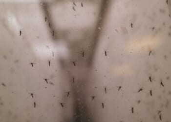 A photograph shows mosquitoes at the Terratis company facilities in Montellier, France, on June 5, 2026.