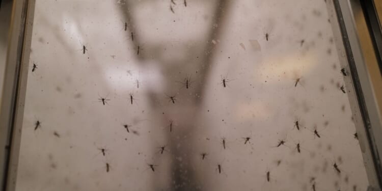 A photograph shows mosquitoes at the Terratis company facilities in Montellier, France, on June 5, 2026.