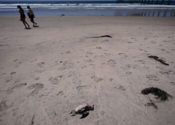 A marine heat wave caused seabird deaths off California. El Nino could worsen the die-off