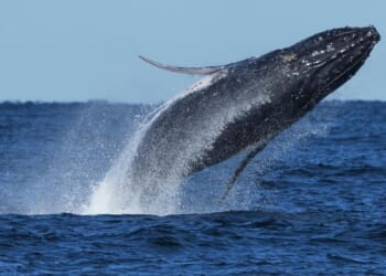 New Jersey fire department’s boat sinks after collision with whale