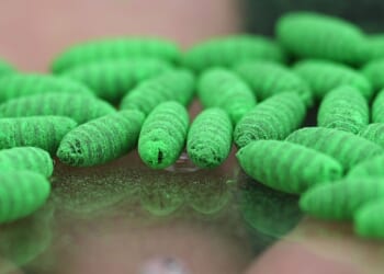 What to know about protecting pets from the New World screwworm fly