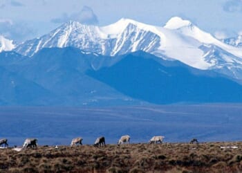 Justice Department settles Alaska lawsuits over Arctic refuge oil leasing program