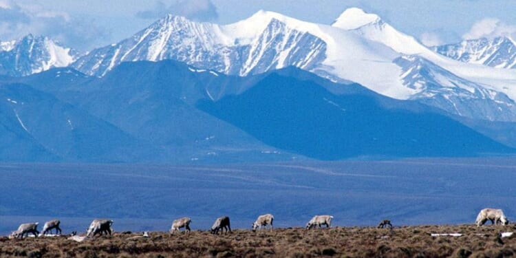 Justice Department settles Alaska lawsuits over Arctic refuge oil leasing program