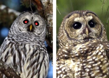 U.S. destroying thousands of barred owls in scheme to save spotted owls