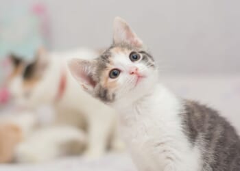 Man arrested after trying to rob bank with kitten he stole from pet store