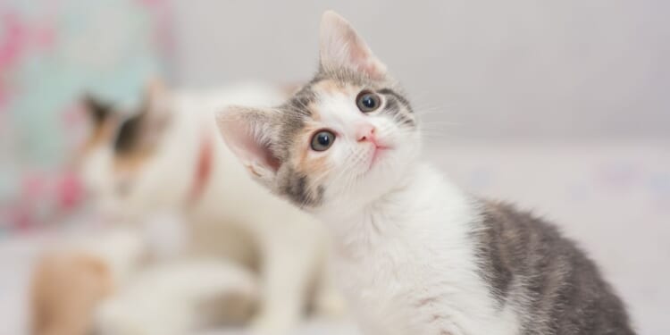 Man arrested after trying to rob bank with kitten he stole from pet store