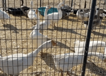San Diego County authorities remove more than 820 birds from property after reports of improper care