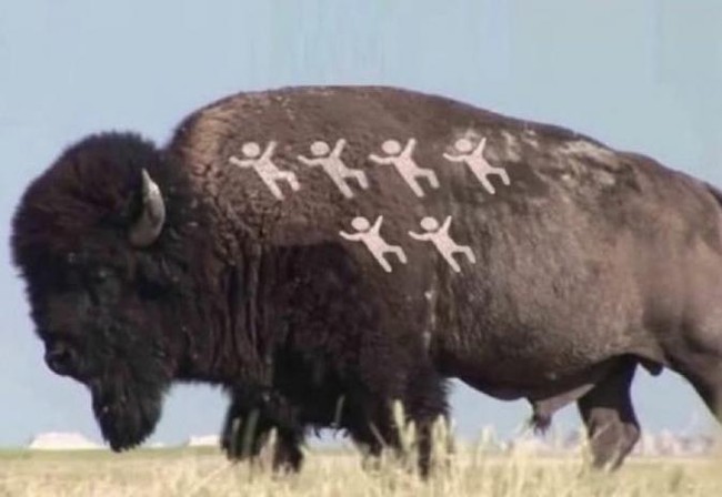 Buffalo