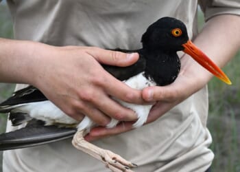 Oystercatchers, known for sharp bills and beady eyes, are making a comeback thanks to conservation