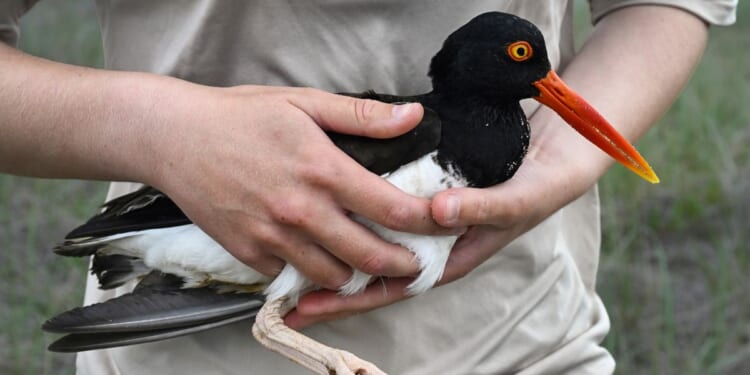 Oystercatchers, known for sharp bills and beady eyes, are making a comeback thanks to conservation