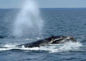 Endangered right whales could wait almost a decade for new U.S. protections