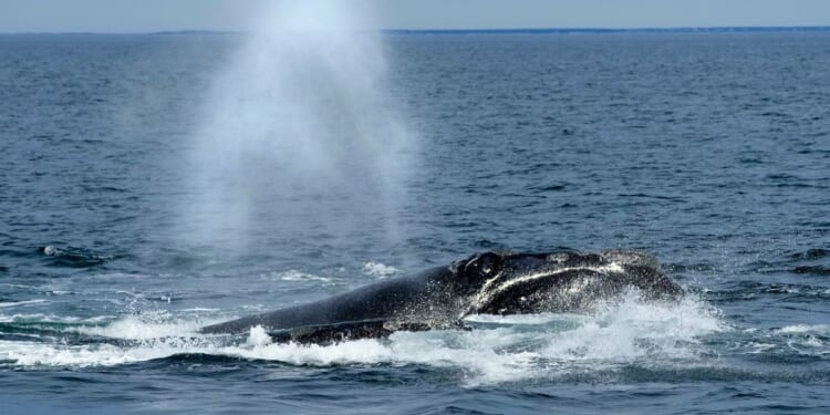 Endangered right whales could wait almost a decade for new U.S. protections