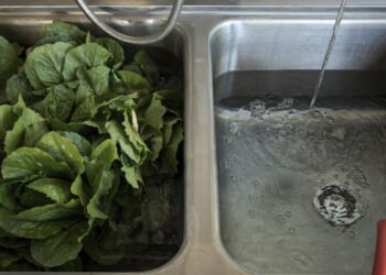 Shredded lettuce may not be the only culprit in the cyclosporiasis outbreaks