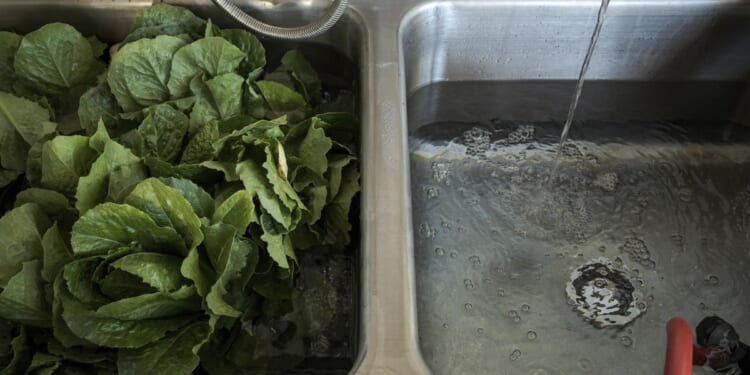 Shredded lettuce may not be the only culprit in the cyclosporiasis outbreaks