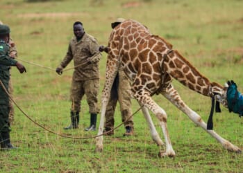 Giraffes given a new home in Uganda to escape oil drilling in the country’s largest park