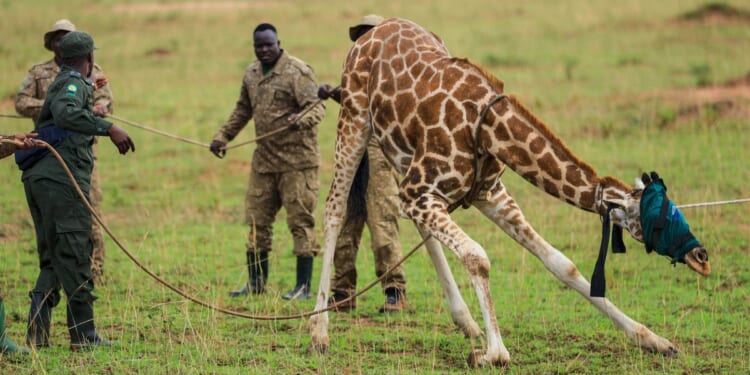 Giraffes given a new home in Uganda to escape oil drilling in the country’s largest park