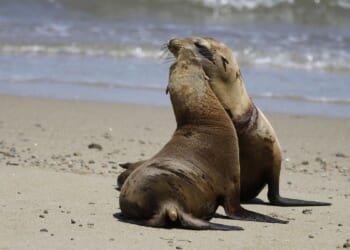 Federal officials investigate after a video appears to show a person kicking a California sea lion