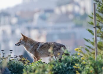 Coyote pack takes over inactive Los Angeles construction site
