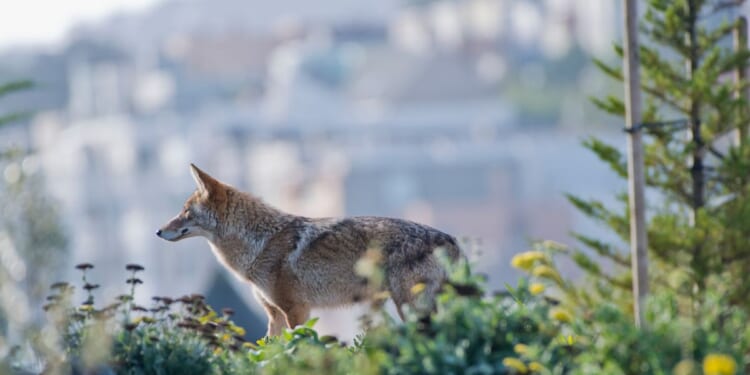 Coyote pack takes over inactive Los Angeles construction site