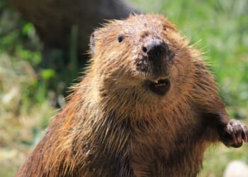 Teen bitten by rabid beaver at Cunningham Falls State Park in Maryland