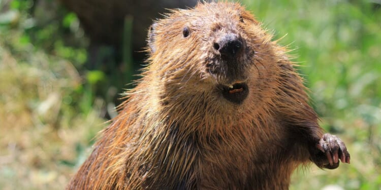 Teen bitten by rabid beaver at Cunningham Falls State Park in Maryland